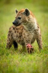 Spotted hyena stands on grass guarding bone