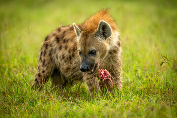 Spotted hyena stands on grass with bone