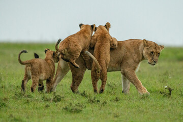 Three cubs jump on lioness in grass