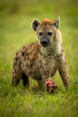 Spotted hyena standing on grass guarding bone