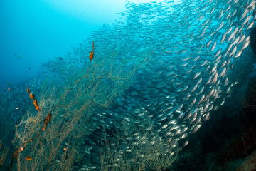Fototapeta na wymiar School of fusiliers fish at Sail rock, The Gulf of Thailand