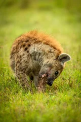 Crédence de cuisine en verre imprimé Hyène Spotted hyena sits in grass gnawing bone