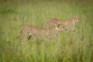 Slow pan of two cheetahs crossing grassland