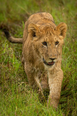 Soaked lion cub walks through long grass