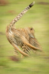 Slow pan of two cheetah cubs playing