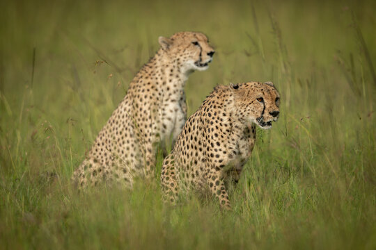 Two Cheetahs Images – Browse 2,674 Stock Photos, Vectors, and Video | Adobe Stock