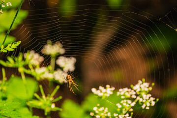 little spider sits on a web over flowers 