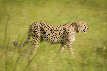 Slow pan of cheetah crossing sunny grass