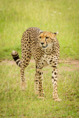 Slow pan of cheetah crossing short grass