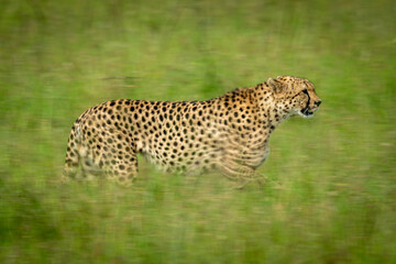 Fototapeta na wymiar Slow pan of cheetah crossing grass plain