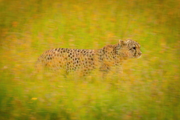 Slow pan of cheetah crossing backlit grass