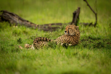 Sleepy cheetah lies on grass near log