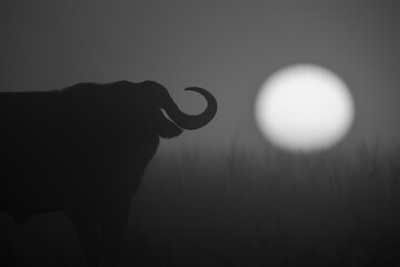 Mono close-up of buffalo silhouette at sunrise