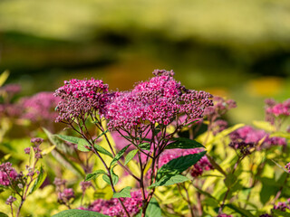 View of Beautiful summer wildflowers.