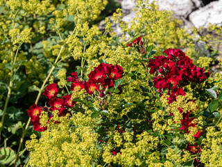 Obraz premium View of Beautiful summer wildflowers.