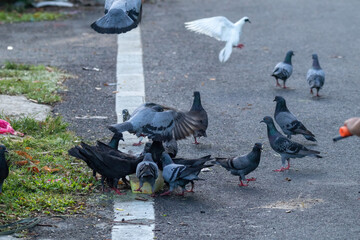 Fototapeta premium The Rock Dove Pigeon or common Pigeon