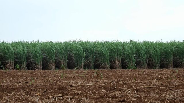 Okinawa,Japan - July 1, 2021: Sugar cane field in Shimojishima island, Okinawa, Japan
