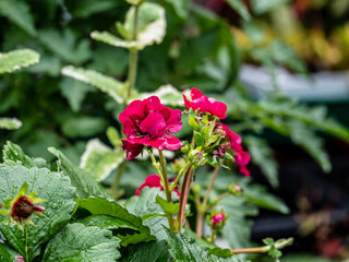 View of Beautiful summer wildflowers.