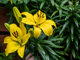 Fototapeta premium Yellow Lily flowers and leaves in the garden.