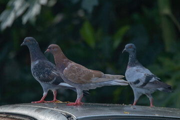 The Rock Dove Pigeon or common Pigeon