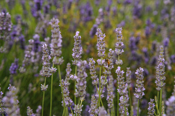 Fototapeta premium lavanda