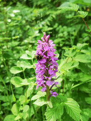 Common marsh orchid in a meadow location - Dactylorhiza is a genus of flowering plants in the orchid family Orchidaceae. Its species are commonly called marsh orchids or spotted orchids - UK