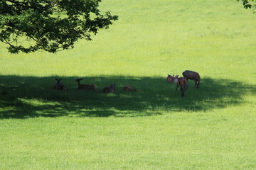 deer on meadow