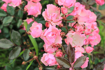 pink rose flower macro photo