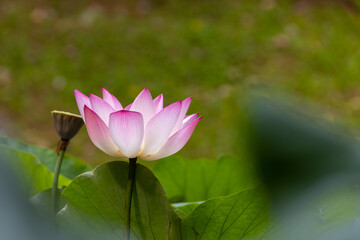 Beautiful Lotus flower blooms and sway in the breeze in Lily Pond or lake in summer, Hong Kong University (HKU)