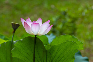 Obraz premium Beautiful Lotus flower blooms and sway in the breeze in Lily Pond or lake in summer, Hong Kong University (HKU)