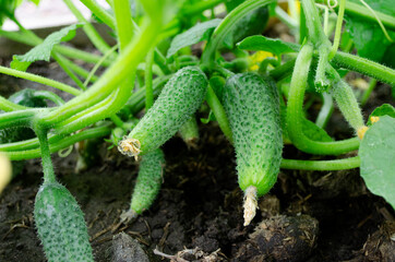 growing cucumbers. summer vegetables in the garden