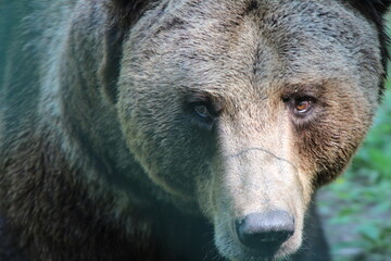 brown bear in close up