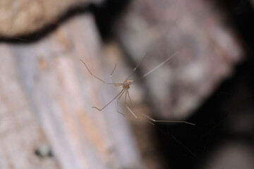 holocnemus pluchei spider macro photo