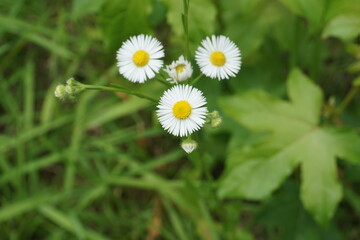 綺麗に美しく咲く、強く生きる可愛い白い小花たち