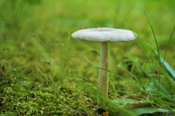 白くかわいいキノコのある風景