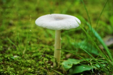 白くかわいいキノコのある風景