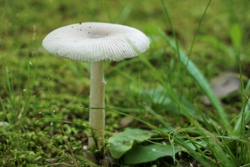 白くかわいいキノコのある風景