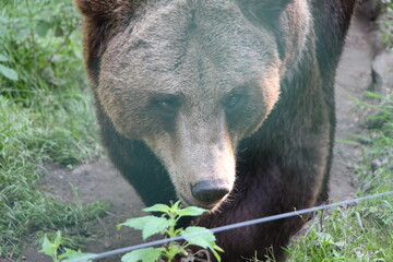 brown bear in close up