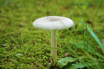 白くかわいいキノコのある風景