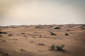 Tour durch die Wüste in der Nähe von Dubai