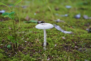 白くかわいいキノコのある風景