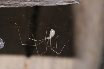 holocnemus pluchei spider macro photo