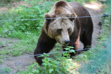 brown bear in close up