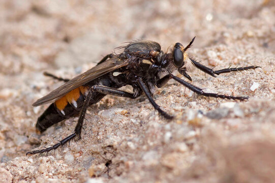 Female of Dasypogon diadema, fly asilidae or rober fly family.