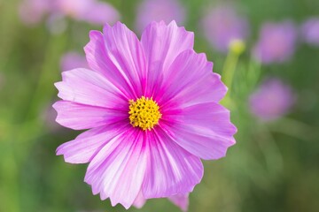 Close-up of Cosmos flower, Pink flower, Purple flower