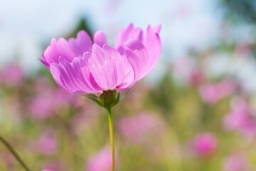 Close-up of Cosmos flower, Pink flower, Purple flower