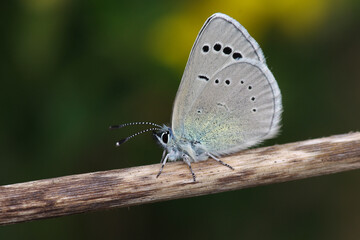 Butterfly black-eyed blue, Glaucopsyche melanops.Catalonia,Spain.