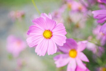 Close-up of Cosmos flower, Pink flower, Purple flower