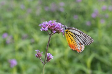 The butterfly is searching for nectar on the blossom purple flower