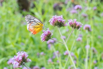 The butterfly is searching for nectar on the blossom purple flower